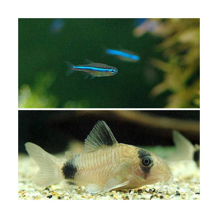 楽天市場 熱帯魚 グリーンネオンテトラ 10匹 コリドラス パンダ 3匹 北海道 九州 沖縄航空便要保温 Charm 楽天市場店 楽天市場 熱帯魚 グリーンネオンテトラ 10匹 コリドラス パンダ 3匹 北海道 九州 沖縄航空便要保温 Charm 楽天市場店