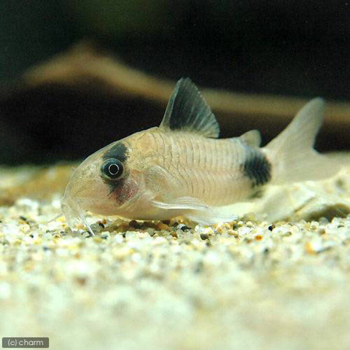 楽天市場 熱帯魚 グリーンネオンテトラ 10匹 コリドラス パンダ 3匹 北海道 九州 沖縄航空便要保温 Charm 楽天市場店 楽天市場 熱帯魚 グリーンネオンテトラ 10匹 コリドラス パンダ 3匹 北海道 九州 沖縄航空便要保温 Charm 楽天市場店