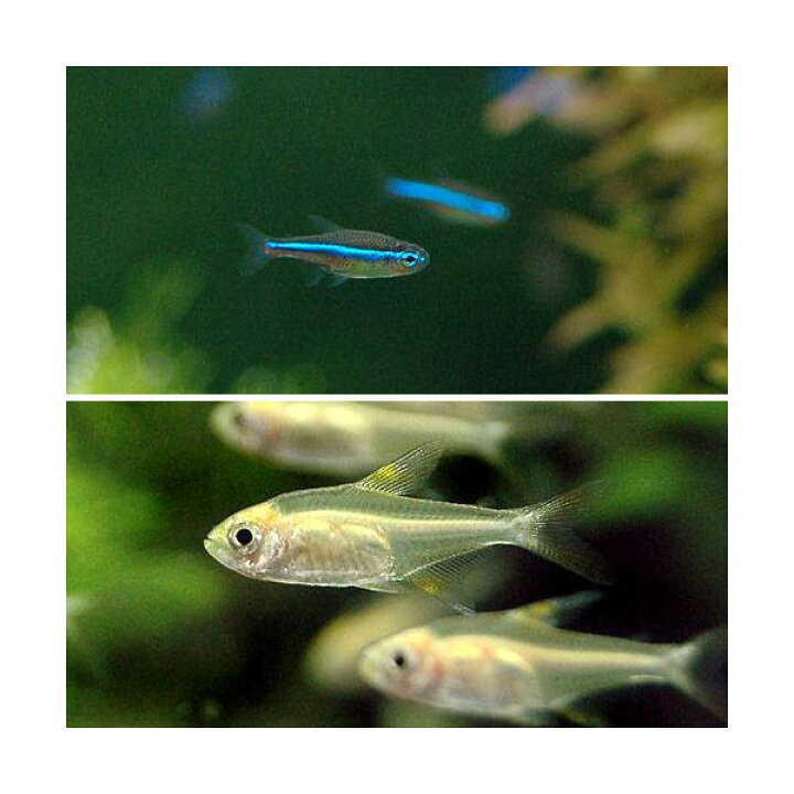 楽天市場 熱帯魚 グリーンネオンテトラ １０匹 ゴールデン プリステラ ６匹 北海道 九州航空便要保温 Charm 楽天市場店