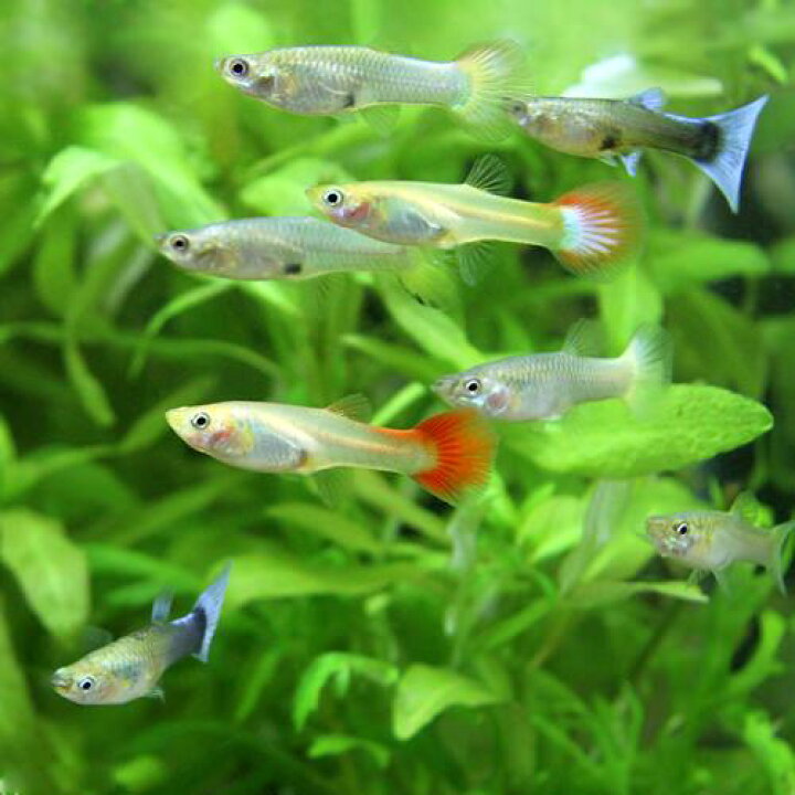 楽天市場 熱帯魚 外国産ミックスグッピー メス ５匹 北海道 九州 沖縄航空便要保温 Charm 楽天市場店