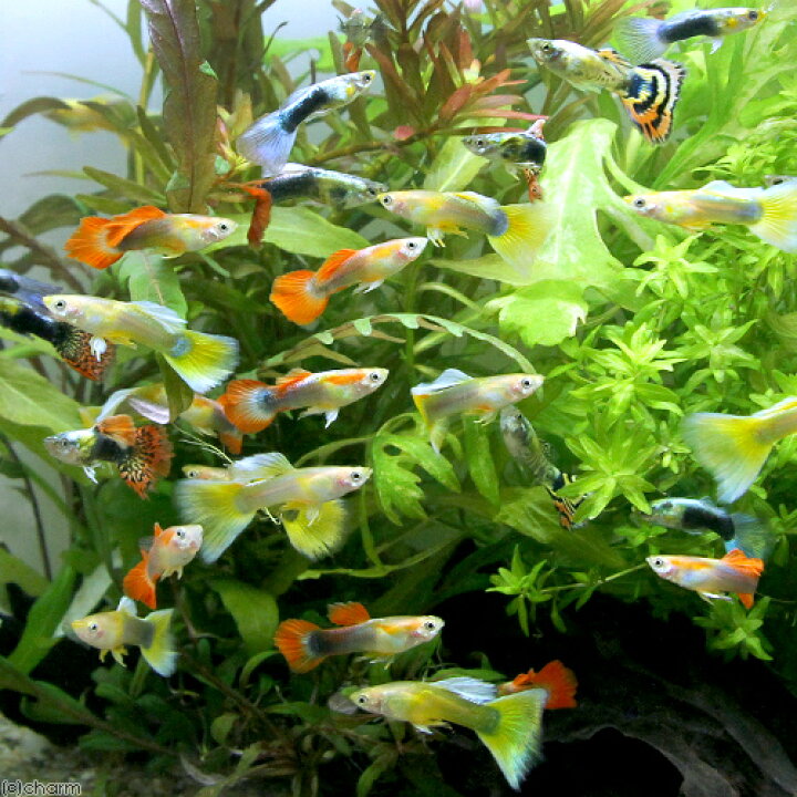 定番の中古商品 外国産 Mixグッピー 3ペア 6匹 ミックス Pair 熱帯魚 Shipsctc Org