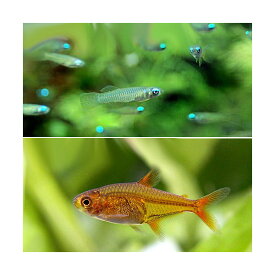 楽天市場 光る 12 観賞魚 熱帯魚 アクアリウム ペット ペットグッズの通販