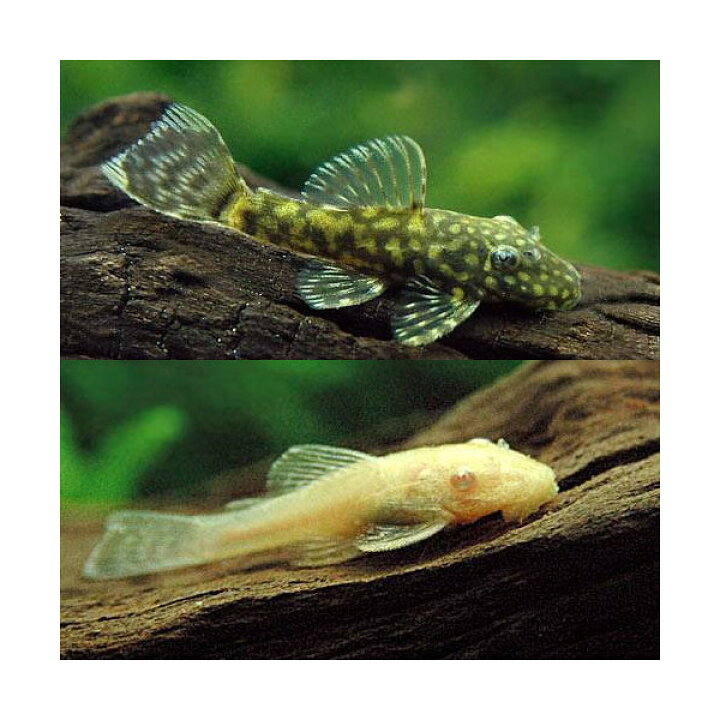楽天市場 熱帯魚 ミニミニブッシーセット ミニブッシープレコ３匹 アルビノミニブッシー３匹 計６匹 北海道航空便要保温 Charm 楽天市場店
