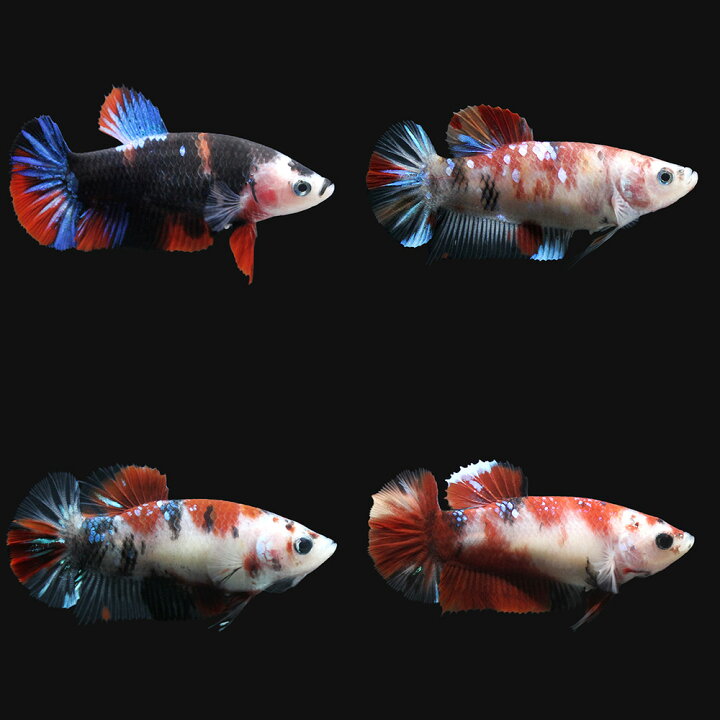 楽天市場 熱帯魚 鯉ベタ ハーフムーンプラカット コイカラー メス 赤系 １匹 北海道航空便要保温 Charm 楽天市場店