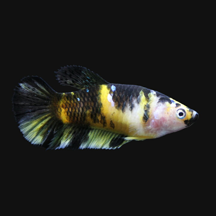 楽天市場 熱帯魚 鯉ベタ ハーフムーンプラカット コイカラー メス 黄色系 １匹 北海道 九州 沖縄航空便要保温 Charm 楽天市場店