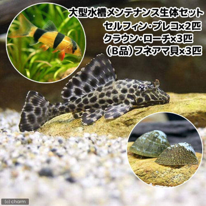 楽天市場 熱帯魚 大型水槽向き メンテナンス生体セット 北海道 九州 沖縄航空便要保温 Charm 楽天市場店