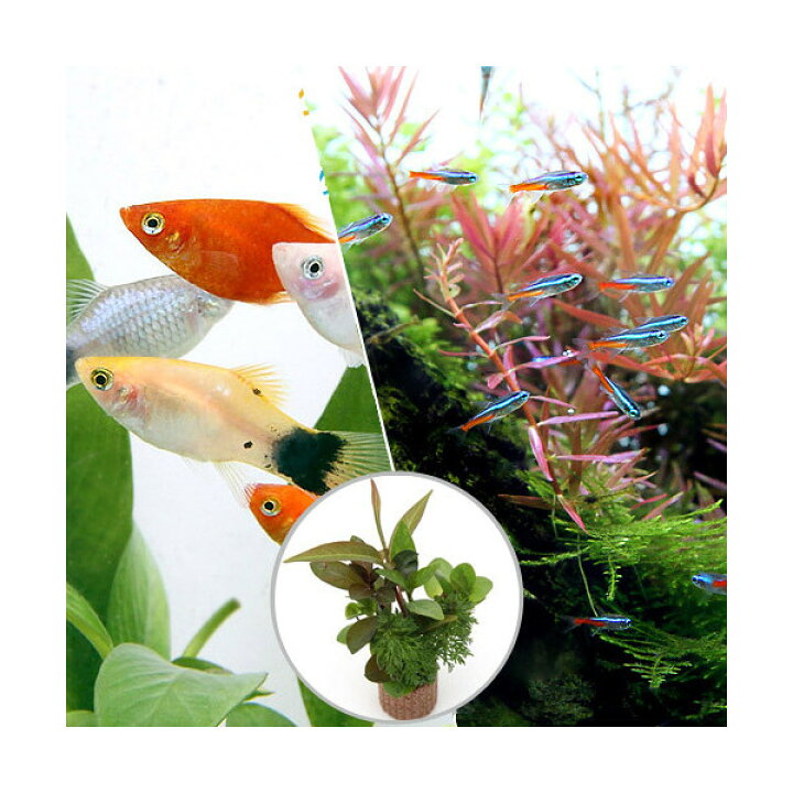 楽天市場】（熱帯魚）（水草）ビギナースタートセット ネオンテトラ 