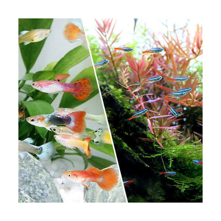 楽天市場】（熱帯魚）（水草）ビギナースタートセット  