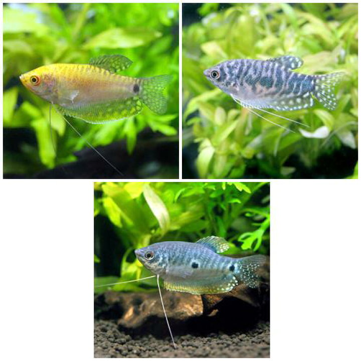 楽天市場】（熱帯魚）グラミー 3種セット（3匹）（各1匹） 北海道 