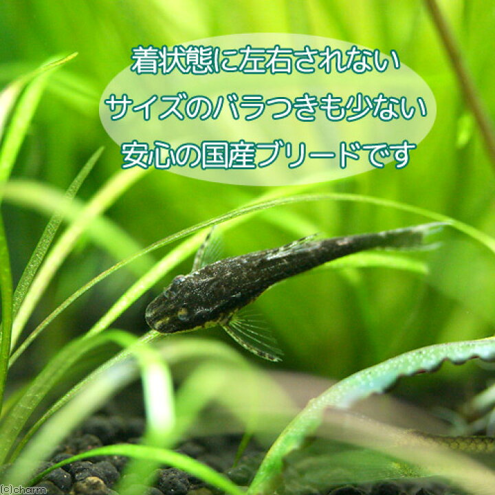 楽天市場 熱帯魚 オトシンネグロ 国産ブリード ２匹 北海道航空便要保温 Charm 楽天市場店