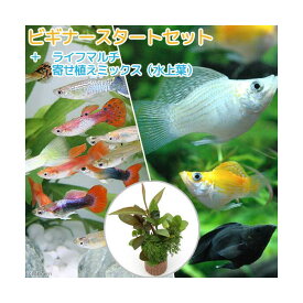 （熱帯魚）（水草）ビギナースタートセット　外国産ミックスグッピー（3ペア）＋ミックスバルーンモーリー（4匹）　北海道・九州航空便要保温