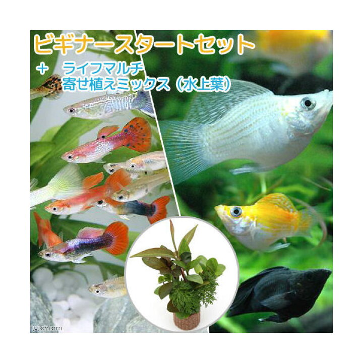 楽天市場】（熱帯魚）（水草）ビギナースタートセット 外国産ミックス 
