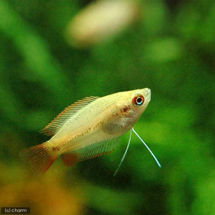 熱帯魚 グラミー 4cm コバルトドワーフグラミー メス4匹 熱販売 コバルトドワーフグラミー