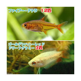 （熱帯魚）ゴールデンハニーレッド・ドワーフグラミー（3匹）＋ファイアー・テトラ（12匹）　北海道・九州航空便要保温