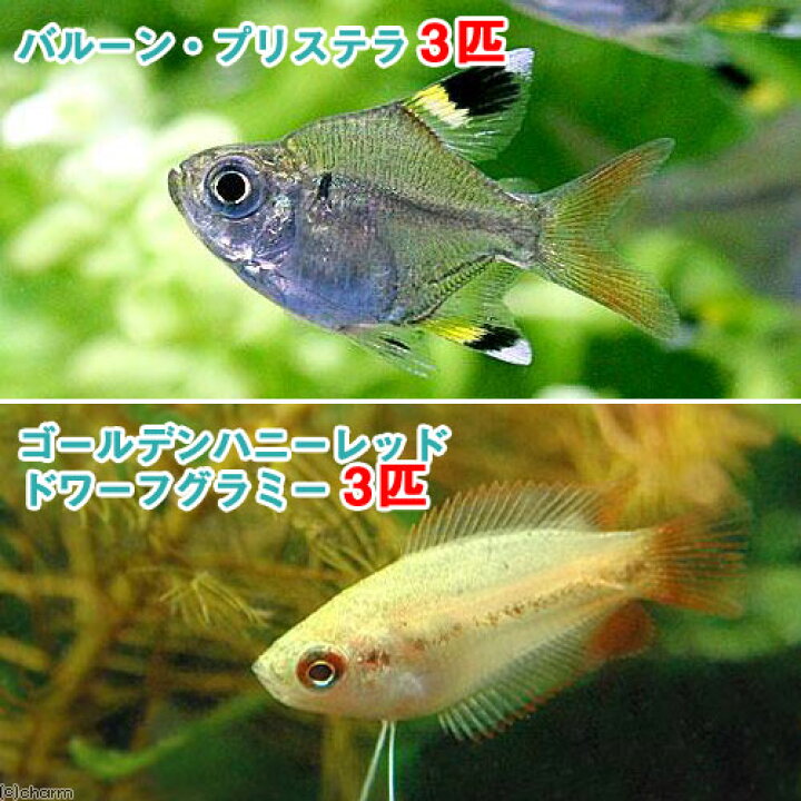 楽天市場 熱帯魚 ゴールデンハニーレッド ドワーフグラミー ３匹 バルーン プリステラ ３匹 北海道 九州 沖縄航空便要保温 Charm 楽天市場店