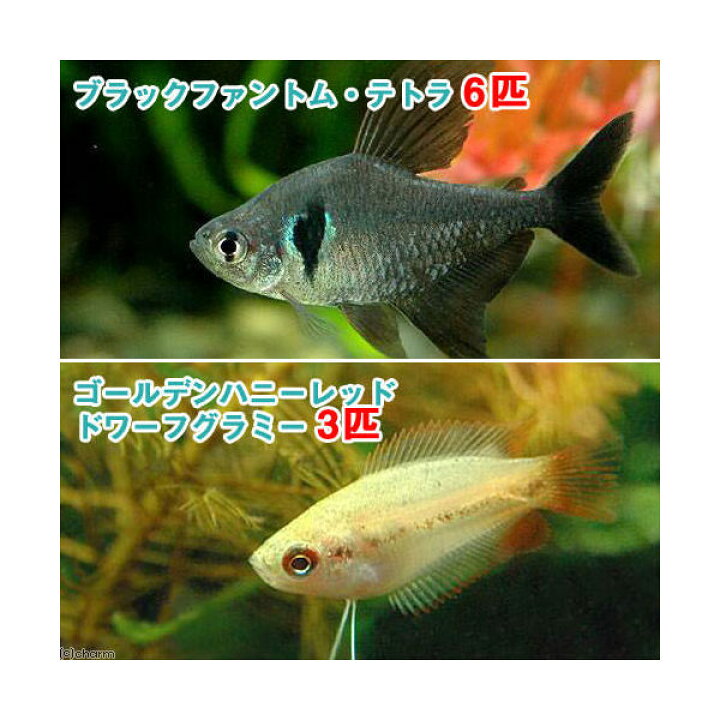 楽天市場 熱帯魚 ゴールデンハニーレッド ドワーフグラミー ３匹 ブラックファントム テトラ ６匹 北海道 九州航空便要保温 Charm 楽天市場店