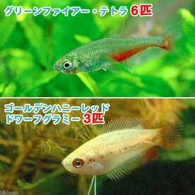 （熱帯魚）ゴールデンハニーレッド・ドワーフグラミー（3匹）＋グリーンファイアー・テトラ（6匹）　北海道・九州航空便要保温