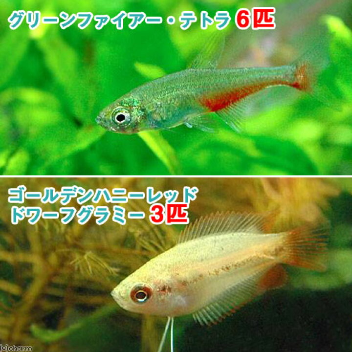 楽天市場】（熱帯魚）ゴールデンハニーレッド・ドワーフグラミー（3匹  
