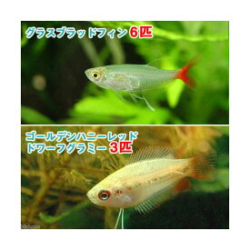 （熱帯魚）ゴールデンハニーレッド・ドワーフグラミー（3匹）＋グラスブラッドフィン（6匹）　北海道・九州航空便要保温