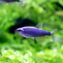 楽天市場 熱帯魚 エビ他 熱帯魚 エビ他 カラシン テトラ等 色で選ぶ 青系 Charm 楽天市場店