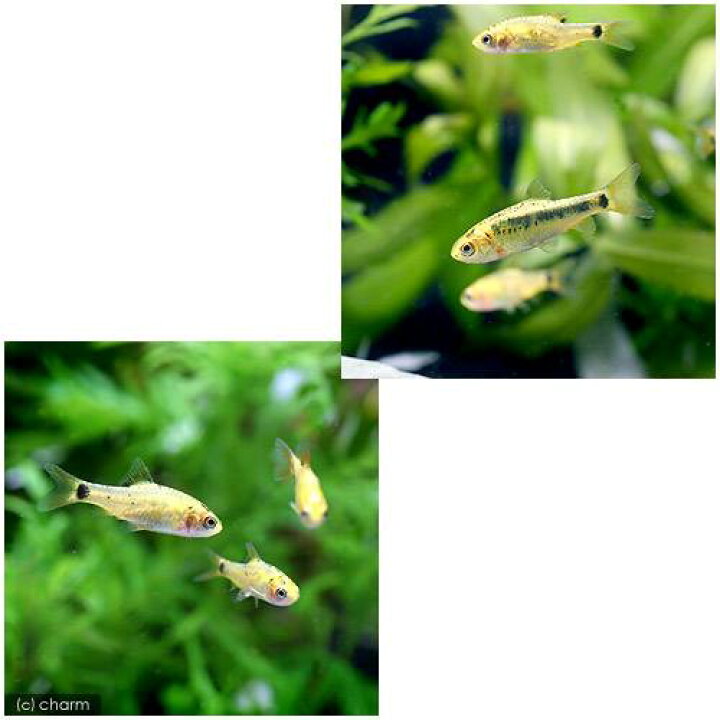 美品 熱帯魚 チェリー バルブ １２匹 北海道航空便要保温 Shipsctc Org