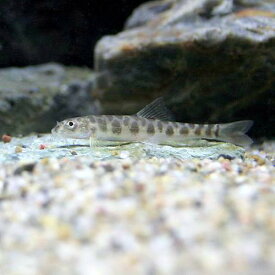 楽天市場 熱帯魚 ローチ 種類の通販 楽天市場 熱帯魚 ローチ 種類の通販