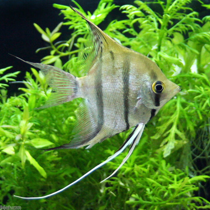 無料長期保証 熱帯魚 ゴールデン エンゼルフィッシュ 国産ブリード 3匹 北海道航空便要保温 Shipsctc Org 無料長期保証 熱帯魚 ゴールデン エンゼルフィッシュ 国産ブリード 3匹 北海道航空便要保温 Shipsctc Org