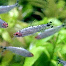 楽天市場 熱帯魚 ベタの通販