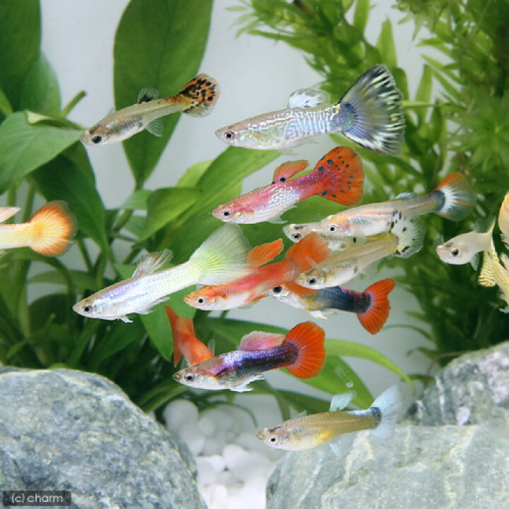 熱帯魚 外国産ミックスグッピー メス 北海道航空便要保温1 330円 １０匹 人気ブレゼント メス