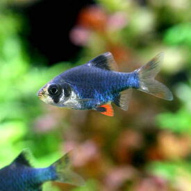 楽天市場 熱帯魚 生体 中型の通販 楽天市場 熱帯魚 生体 中型の通販