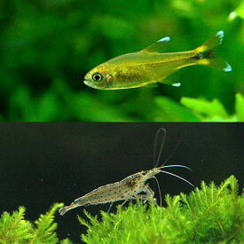 （熱帯魚）シルバーチップ・テトラ（10匹）＋ヤマトヌマエビ（3匹）　北海道・九州航空便要保温