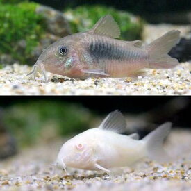 楽天市場 コリドラス 生体の通販