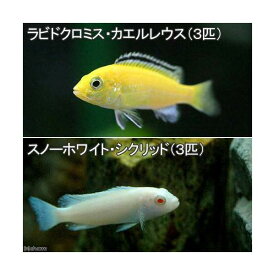 （熱帯魚）ラビドクロミス・カエルレウス（3匹）＋スノーホワイト・シクリッド（3匹）　北海道・九州航空便要保温