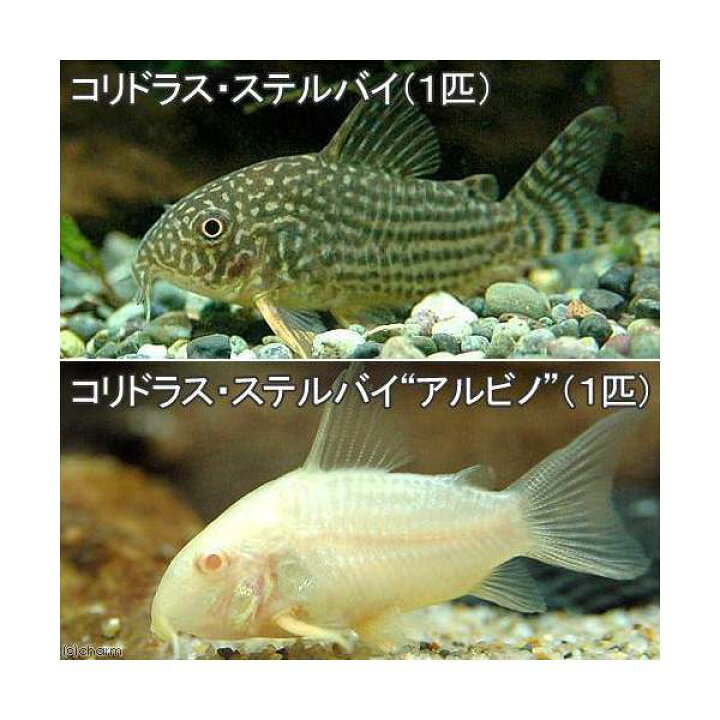 楽天市場 熱帯魚 コリドラス ステルバイ １匹 コリドラス ステルバイ アルビノ １匹 北海道 九州 沖縄航空便要保温 Charm 楽天市場店