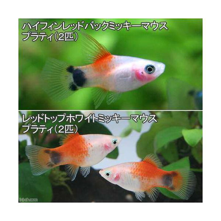 玄関先迄納品 熱帯魚 プラティ レッドミッキーマウスプラティ 2cm 5匹 Shipsctc Org