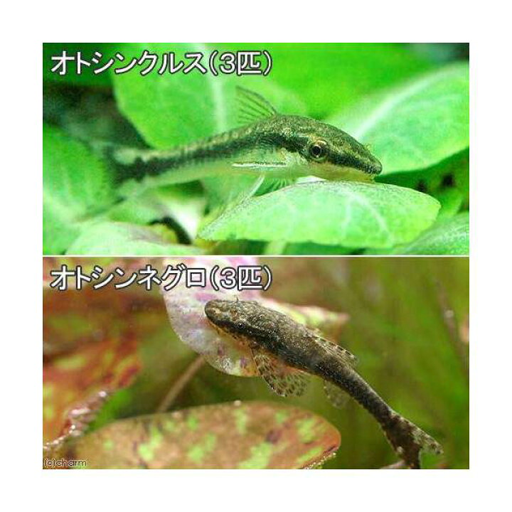 楽天市場 熱帯魚 オトシンクルス ３匹 オトシンネグロ ３匹 北海道 九州航空便要保温 Charm 楽天市場店