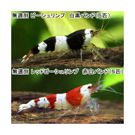 （エビ）無選別　レッドビーシュリンプ（5匹）＋無選別　ビーシュリンプ　白黒バンド（5匹）