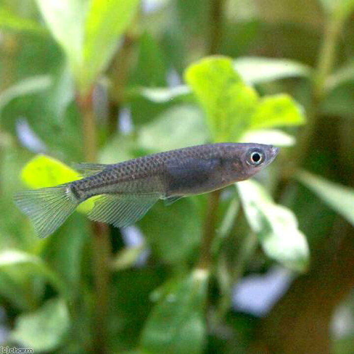 楽天市場 めだか 小川ブラックメダカ １匹 Charm 楽天市場店