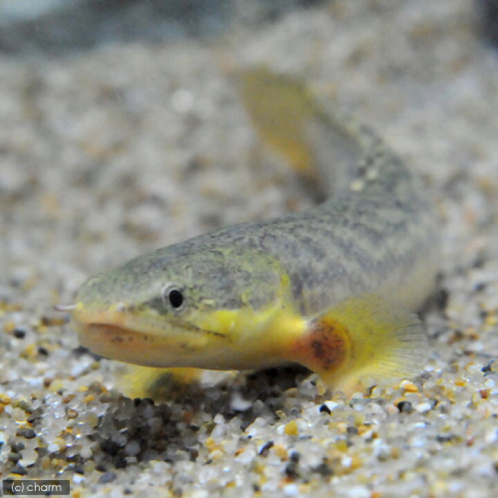 楽天市場】（熱帯魚）ポリプテルス・パルマス・ブュティコフェリー 