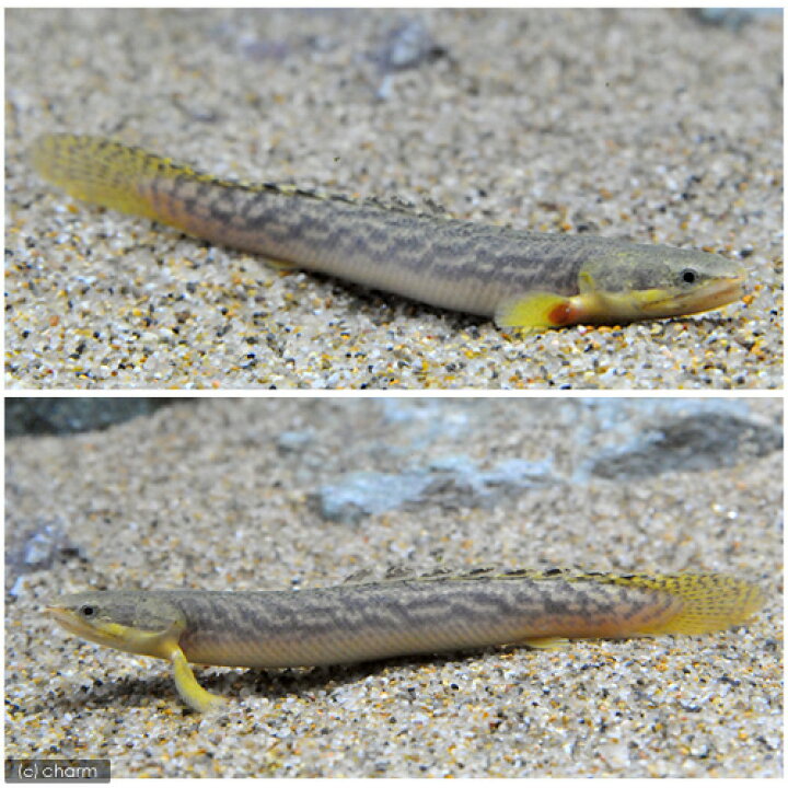 楽天市場】（熱帯魚）ポリプテルス・パルマス・ブュティコフェリー 