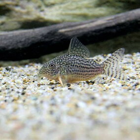 楽天市場 観賞魚 人気ランキング1位 売れ筋商品