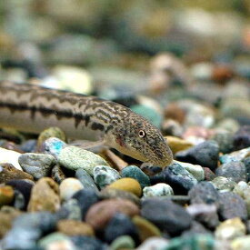 楽天市場 メダカ 種類 種 観賞魚 ドジョウ の通販