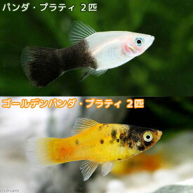 楽天市場 パンダ 熱帯魚 アクアリウム ペット ペットグッズ の通販