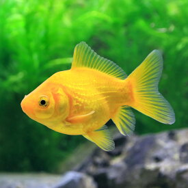 楽天市場 金魚 イエローコメットの通販