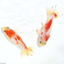 （国産金魚）桜和金（1匹）
