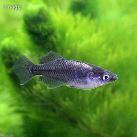 楽天市場 黒 ブラック 観賞魚 熱帯魚 アクアリウム ペット ペットグッズの通販