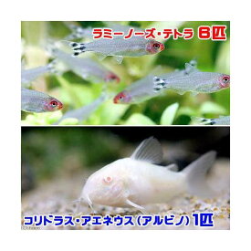 楽天市場 テトラ コリドラスの通販