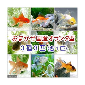 （国産金魚）おまかせオランダ型セット（3匹）