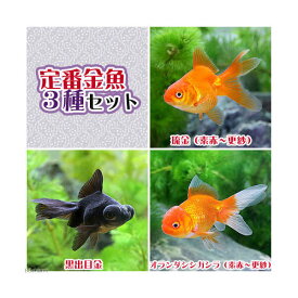 （国産金魚）定番金魚3種セット（各1匹）