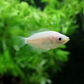 楽天市場 小型グラミーの通販